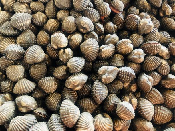 istock Full frame shot of Scallop 1307868384