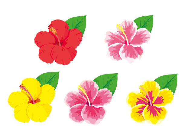 ilustraciones, imágenes clip art, dibujos animados e iconos de stock de flores tropicales hibisco establecer ilustración vectorial - guam