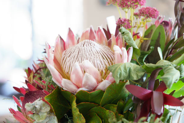 istock Macro image of Australian flower 1307871535