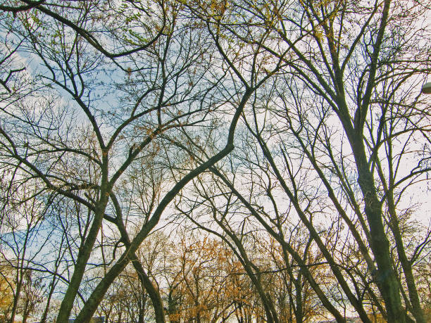 istock Autumn sky through the bare branches of trees 1307871760