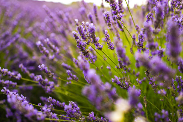 istock Lavender field in summer 1307871837