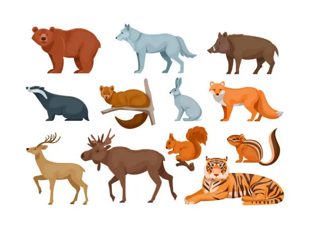 Vector illustration of Woodland forest animals. Cute wild forest animals deer, wolf, brown bear, common fox, badger, sable, chipmunk, ussuri tiger, rabbit, hare, elk, wild boar, squirrel