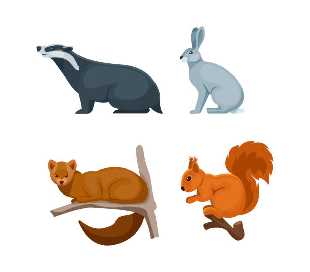 삼림 지대 숲 동물. 귀여운 야생 숲 동물 오소리, 토끼, 다람쥐, 세이블 - hare stock illustrations