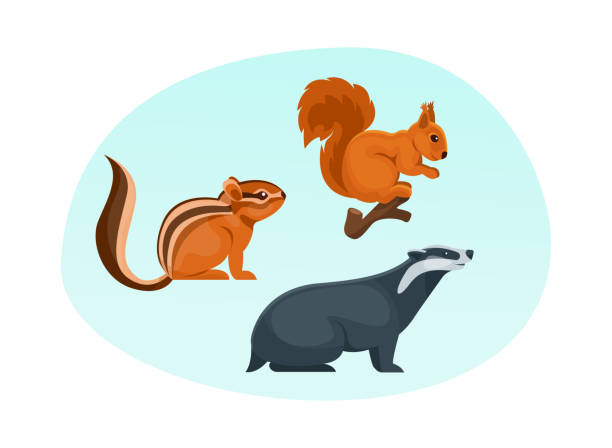 ilustrações, clipart, desenhos animados e ícones de animais da floresta. animais de floresta silvestre fofo texugo, esquilo, esquilo flat desenho animado - chipmunk