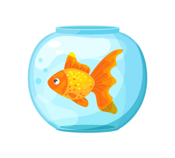 pojedyncza złota rybka pływanie w okrągłej szklanej misce akwarium kreskówki - goldfish stock illustrations