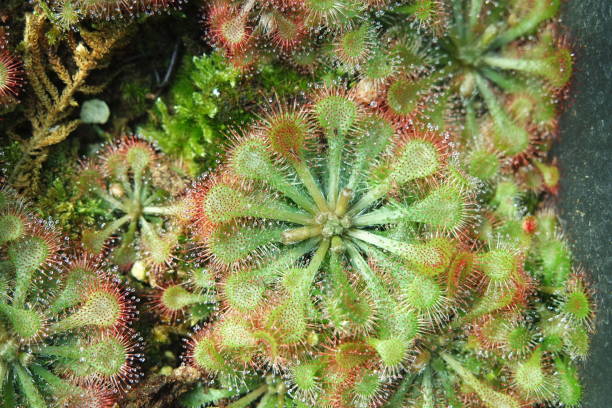 Drosera Spatulata The Spoonleaved Sundew Carnivorous Plants