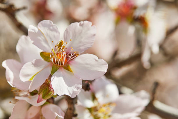 istock Blooming almond tree flowers close up 1307872532