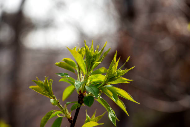 istock The sign of spring 1307874004