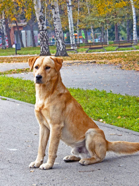 istock Dog sits in a public park and watches 1307876372