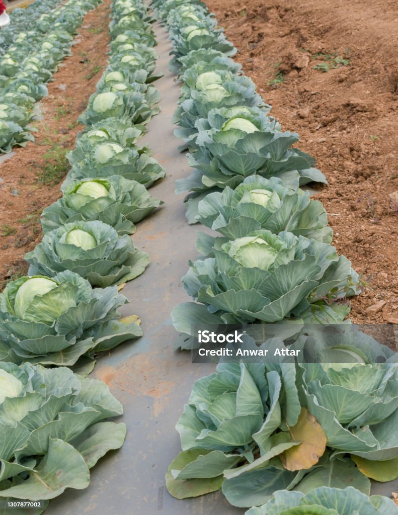 Cabbage Pprofuction Cabbage Plantation Using Modern Technology In Horticulture University ...