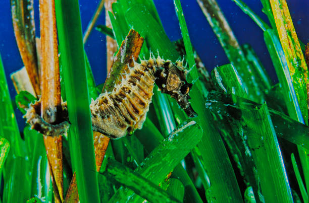 Sea Horse Longsnouted Seahorse on posidonia Hippocampus ramulosus longsnout seahorse hippocampus reidi stock pictures, royalty-free photos & images