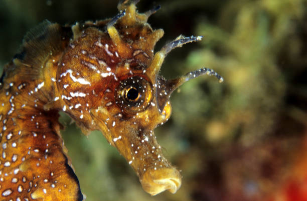 Sea Horse Longsnouted Seahorse on posidonia Hippocampus ramulosus longsnout seahorse hippocampus reidi stock pictures, royalty-free photos & images