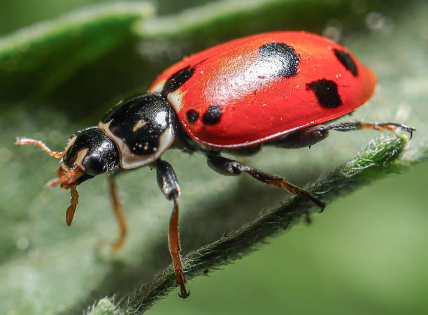 istock Lady bug on a leaf in a suburban Sydney house backyard nsw australia 1307877263