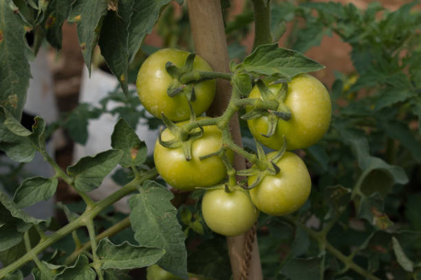 istock unripened green tomatoes harvesting in the farm 1307877282