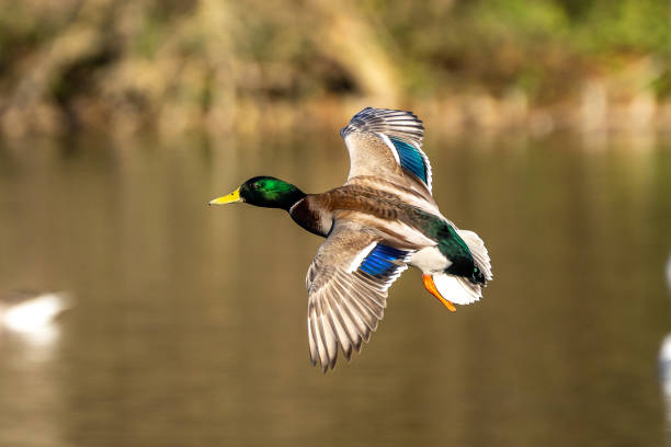 istock Wild duck or mallard, Anas platyrhynchos flying over a lake 1307877321