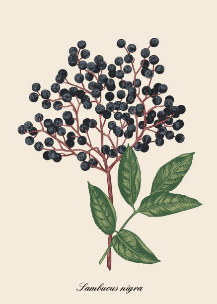 Illustration of elderberry berry. Botanical illustration of elderberry berry. Vector drawing. Colorful. sambucus nigra stock illustrations