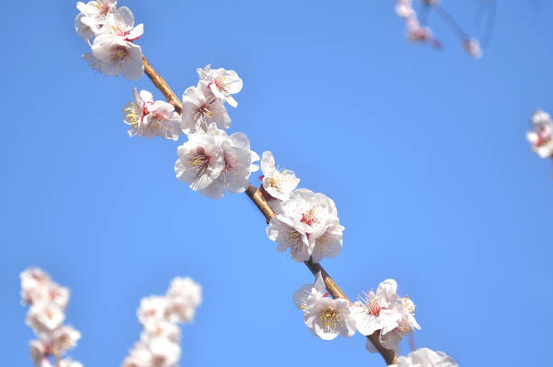 istock White Plum Blossoms and A Blue Sky 1307878055