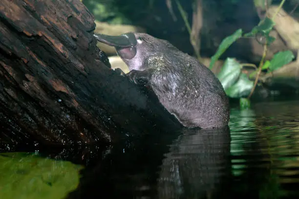 Platypus endemic of Australia Ornithorhynchus anatinus