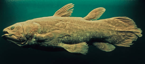 Coelacanth West Indian Ocean coelacanth Latimeria chalumnae coelacanth photos stock pictures, royalty-free photos & images