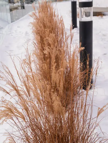 Pampas grass in city parks landscape design. Dry fluffy golden reeds landscaping on white snow background. Reed plants sway on the wind on winter day. Natural trend statement making flowers growing.