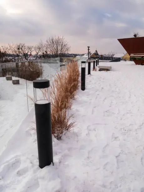 Pampas grass in city parks landscape design. Dry fluffy golden reeds landscaping on white snow background. Reed plants sway on the wind on winter day. Natural trend statement making flowers growing.