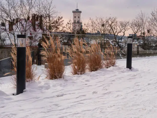 Pampas grass in city parks landscape design. Dry fluffy golden reeds landscaping on white snow background. Reed plants sway on the wind on winter day. Natural trend statement making flowers growing.