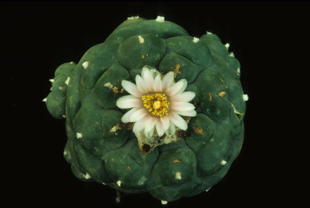 Peyote Cactus Peyote Cactus Lophophora williamsii peyote cactus stock pictures, royalty-free photos & images