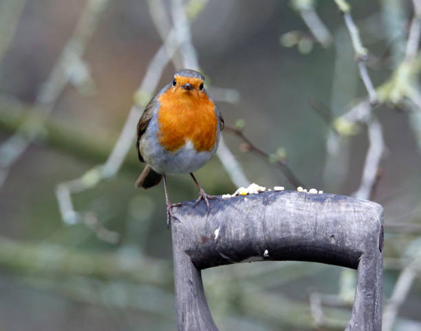 istock Eurasian robin in the garden 1307879497
