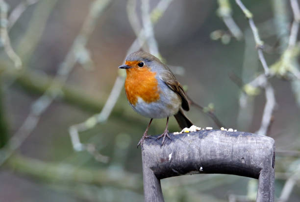 istock Eurasian robin in the garden 1307879498