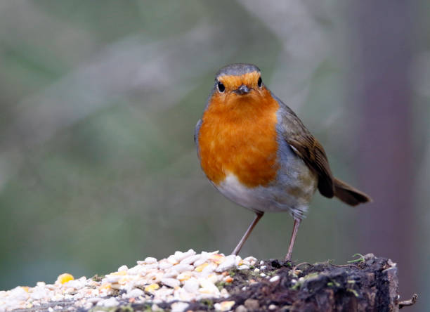 istock Eurasian robin in the garden 1307879501