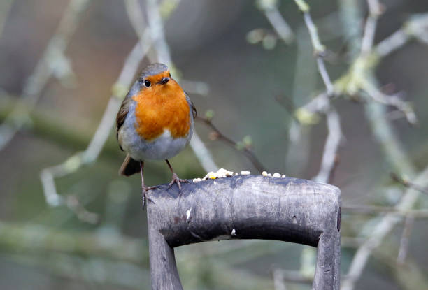 istock Eurasian robin in the garden 1307879504