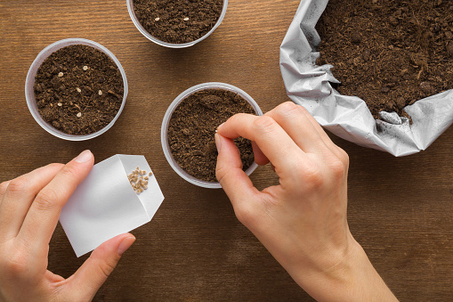 Young adult woman hand holding white paper pack and planting tomato seeds. Fresh dark soil in pots and sack on wooden table. Closeup. Preparation for garden season. Point of view shot. Top down view.