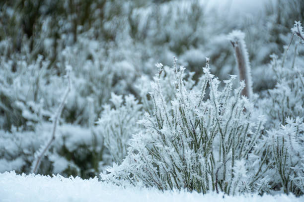 istock Frost on the plants of the mountains 1307881175