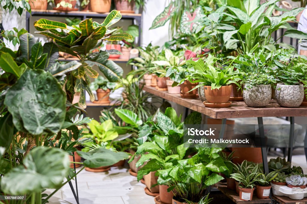 Many different plants in flower pots in flowers store. Garden center and wholesale supplier concept. Green background. Lots of leaves. Many different plants in flower pots in flowers store. Garden center and wholesale supplier concept. Green background. Lots of leaves Houseplant Stock Photo