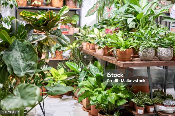 Many Different Plants In Flower Pots In Flowers Store Garden Center And Wholesale Supplier Concept Green Background Lots Of Leaves Stock Photo - Download Image Now