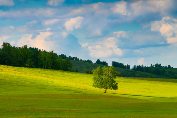 istock Green tree on the hill and the blue sky with clouds 1307882094