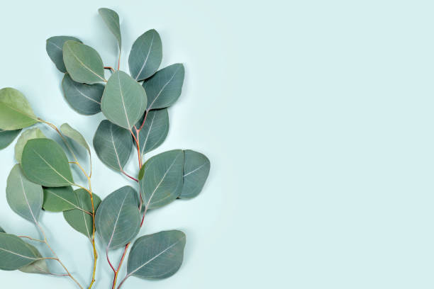 istock Natural eucalyptus leaves on mint pastel green background. Flat lay floral composition, top view, copy space 1307883689