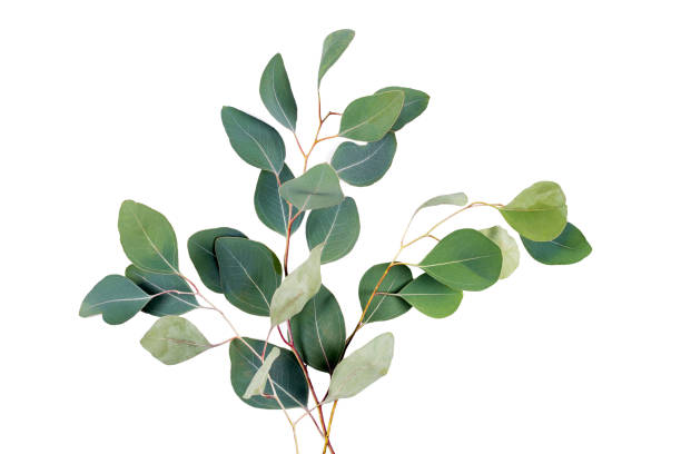 istock Eucalyptus leaves isolated on white background. Green eucalyptus branches on white. Flat lay, top view, nature concept. 1307883693