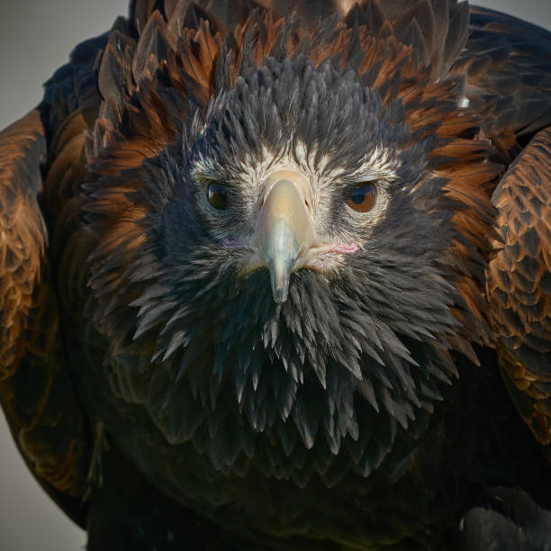Wedge Tailed Eagle close up stock photo
