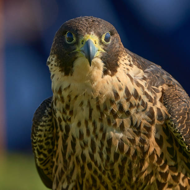 Peregrine Falcon close up stock photo