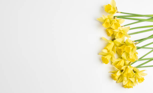 concetto floreale. cornice festosa da fiori primaverili su sfondo bianco. fiori freschi verde brillante di un narciso. semplice laici piatti, biglietto di pasqua, posto per il testo - easter spring daffodil flower foto e immagini stock