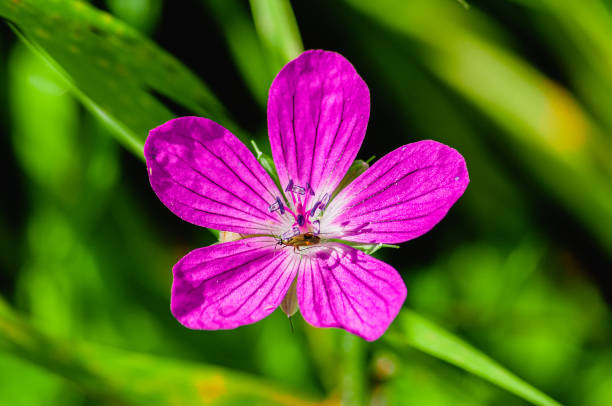 istock beautiful wildflower and insect on it 1307885346