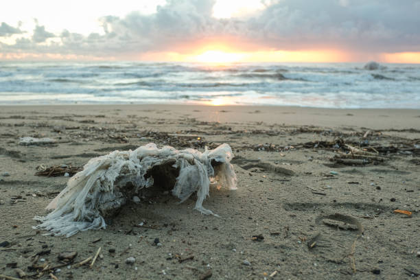 istock Plastic container waste and tar pollution on stormy sea coast,environmental waste contamination 1307885395