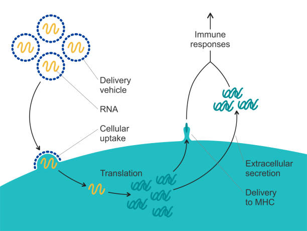 ilustrações de stock, clip art, desenhos animados e ícones de mechanism of action - messenger rna vaccine - protein concentrate