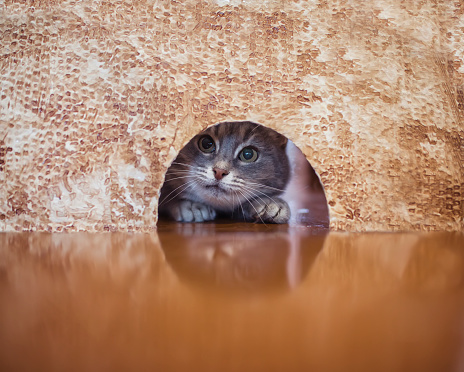 cute tabby cat peeks into a hole in the wall in search of a good mouse
