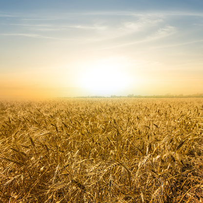 pale sunset over a wheat field