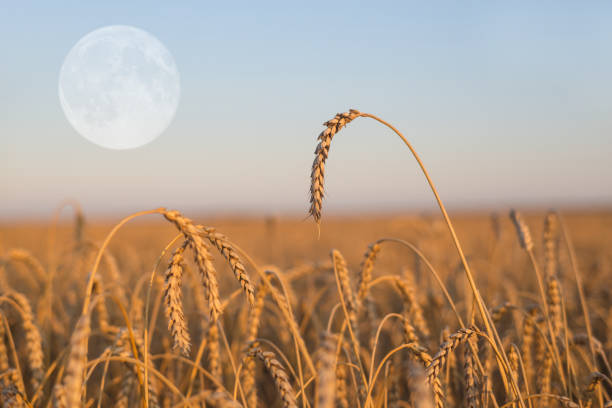 istock wheat field at the evening 1307886428