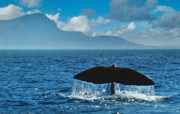 A whale dives. Only its tail is visible. Water drips from the tail. In the background mountains.