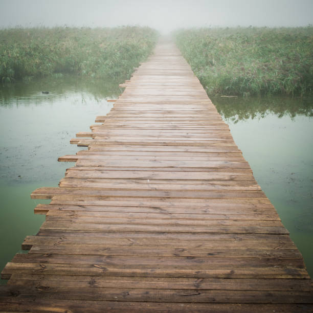 istock wooden bridge in the lake 1307886594