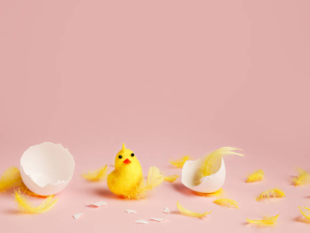 istock Newborn yellow chicken hatched from egg, surrounded with yellow feathers and cracked eggshell on pastel pink background. Creative Easter concept. 1307886668